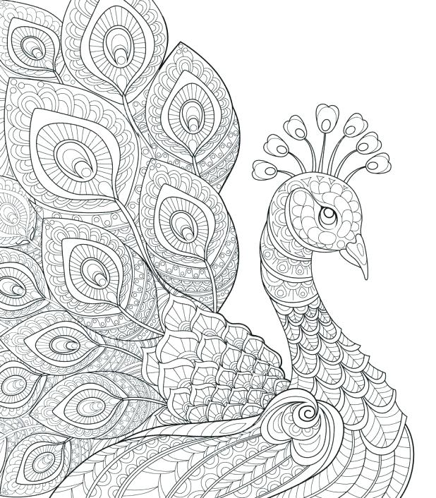618x706 Peacock Coloring Pages Peacock Feather Colouring Pages