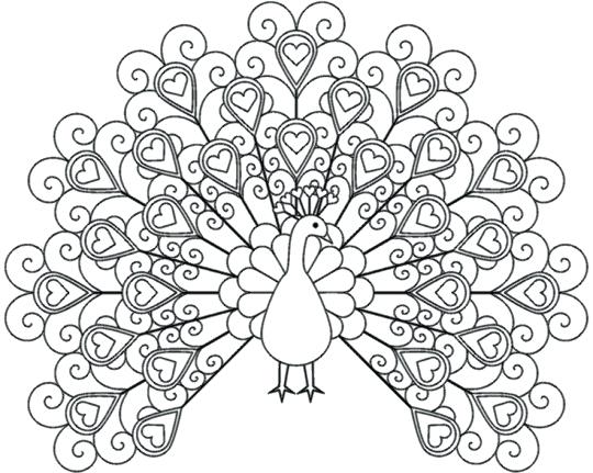 540x431 Peacock Coloring Pages Printable For Adults To Print