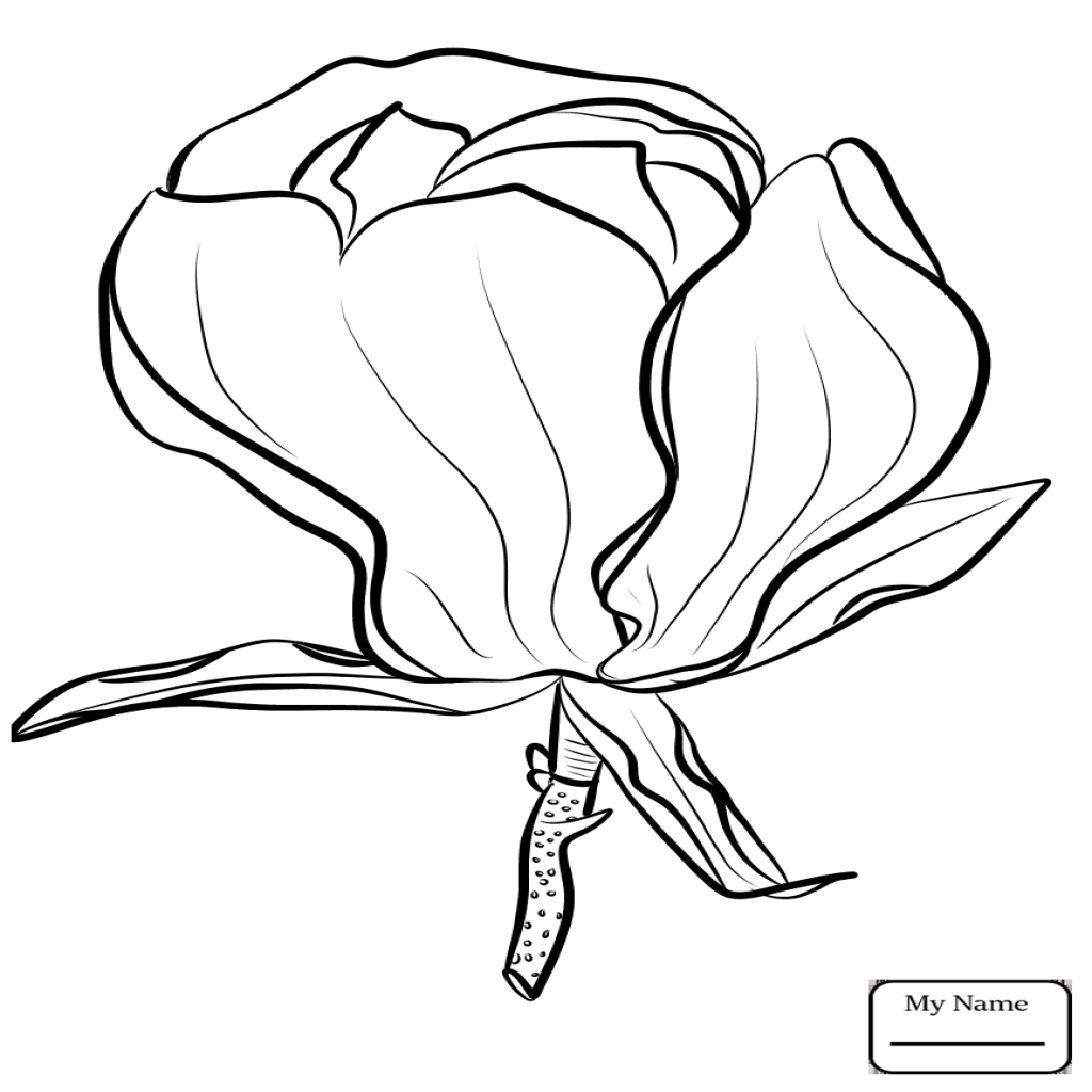 1024x1024 Flowers Magnolia Magnolia And Brown Pelican Louisiana State Flower