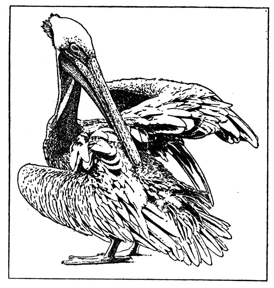 925x973 Halo Pelican Coloring Pages Eastern Brown For Kids Printable