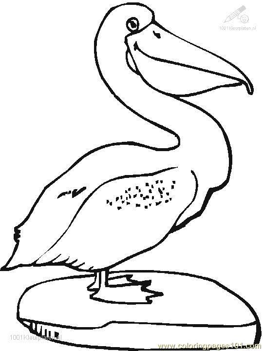 540x720 Pelican Coloring Pages