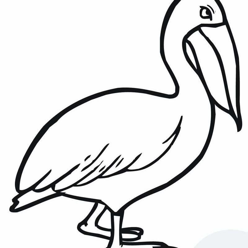 800x800 Pelican Coloring Pages Unusual For Kids Eastern Brown Printable