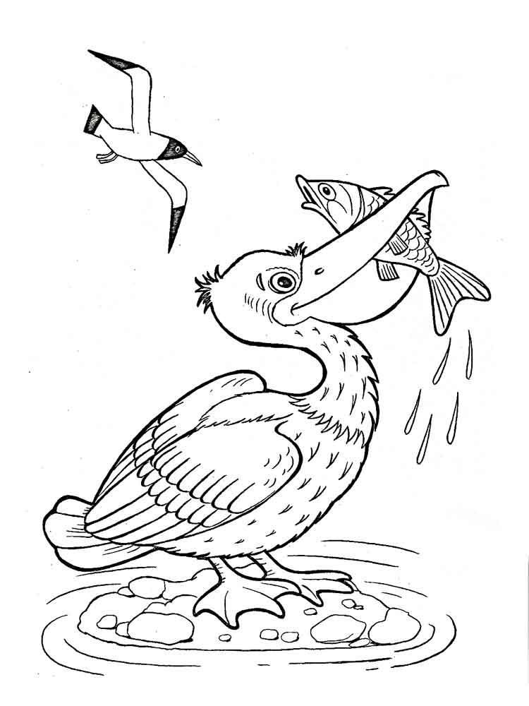 750x1000 Pelican Coloring Pages Download And Print Pelican Coloring Pages