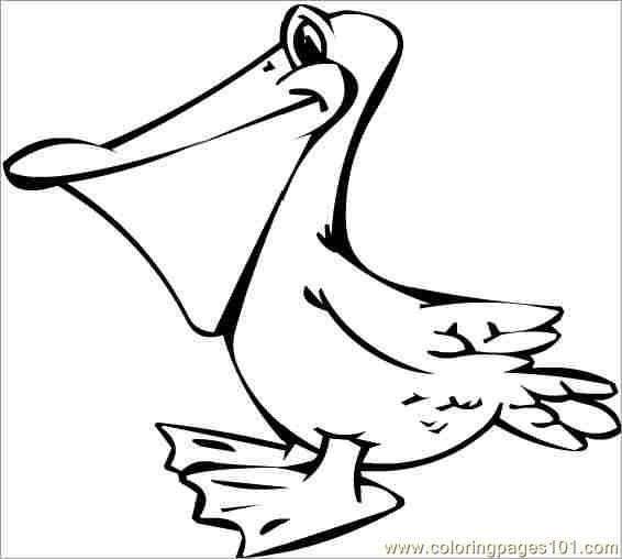 566x508 Pellicantoprint Coloring Page