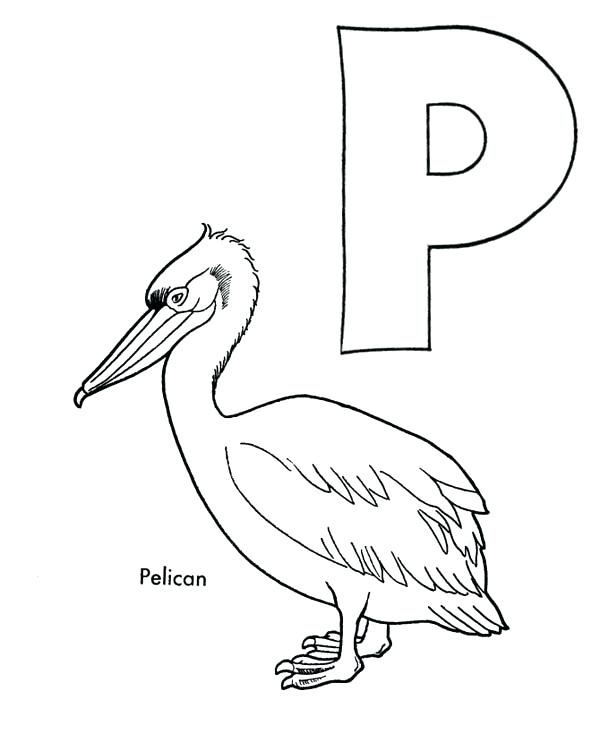 600x734 Pickle Coloring Page Letter P Letter P Is For Pelican Coloring