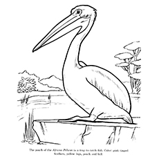 230x230 Top Pelican Coloring Pages For Toddlers