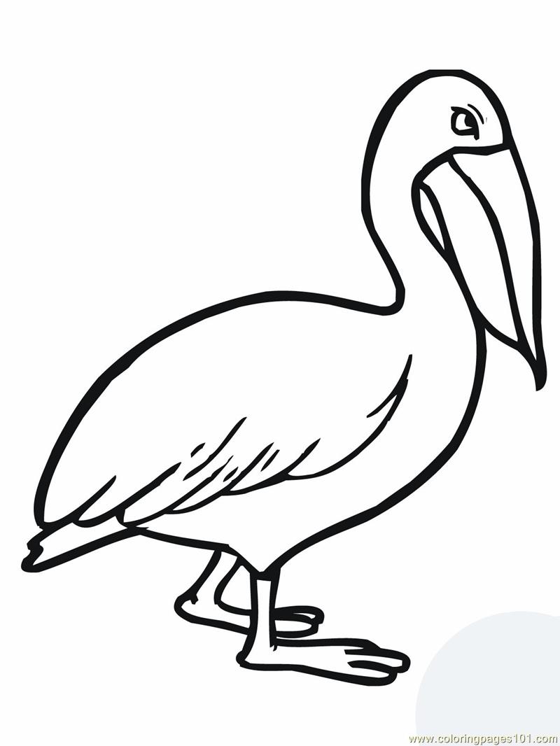 800x1066 Walking Pelican Coloring Page
