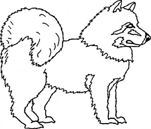 520x442 Welsh Corgi Coloring Pages