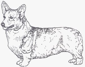 300x235 Corgi Coloring Page Never Too Old To Color Corgi