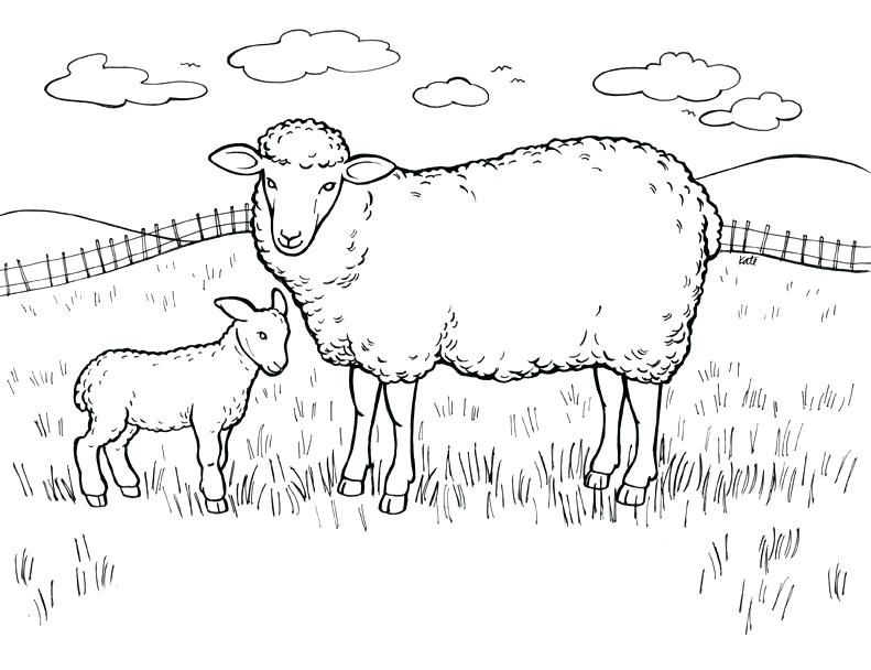 791x608 Pen Coloring Pages Sheep Coloring Pages In Field A Pig Pen