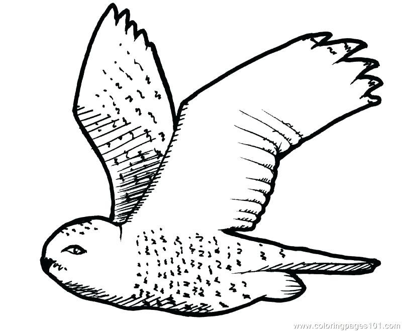 800x659 Pennsylvania State Bird Coloring Page Coloring Pages Coloring