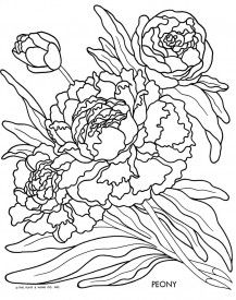 217x275 Dibujos Peony