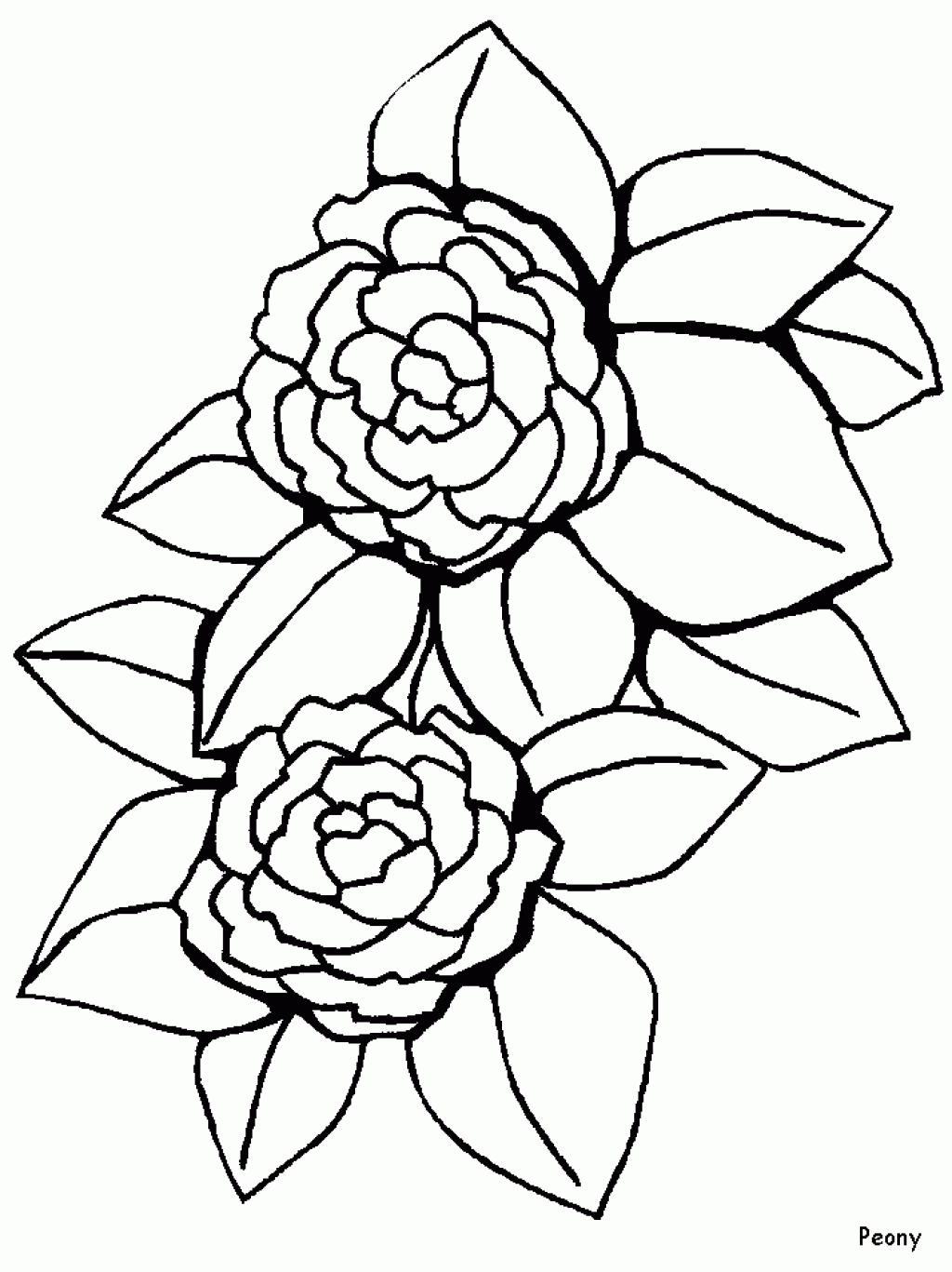 1024x1367 Best Of Peony Flower Coloring Sheet Gallery Printable Coloring Sheet