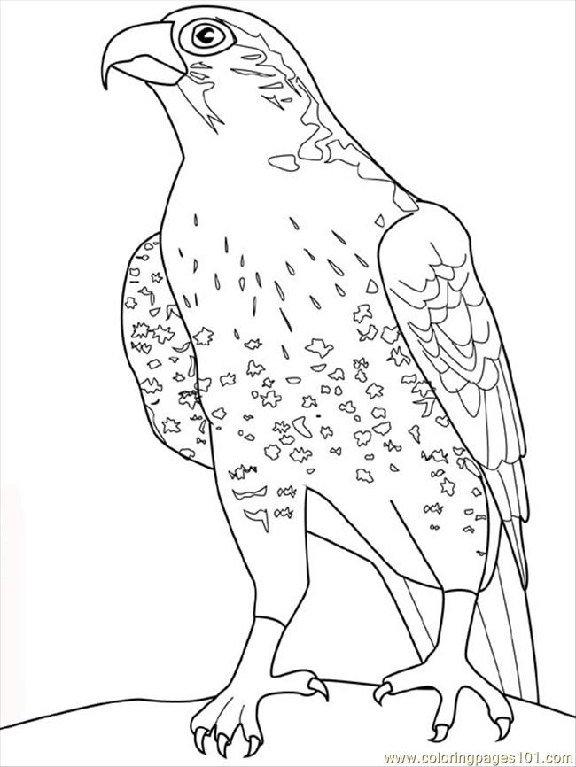 650x866 Falcon Coloring Page