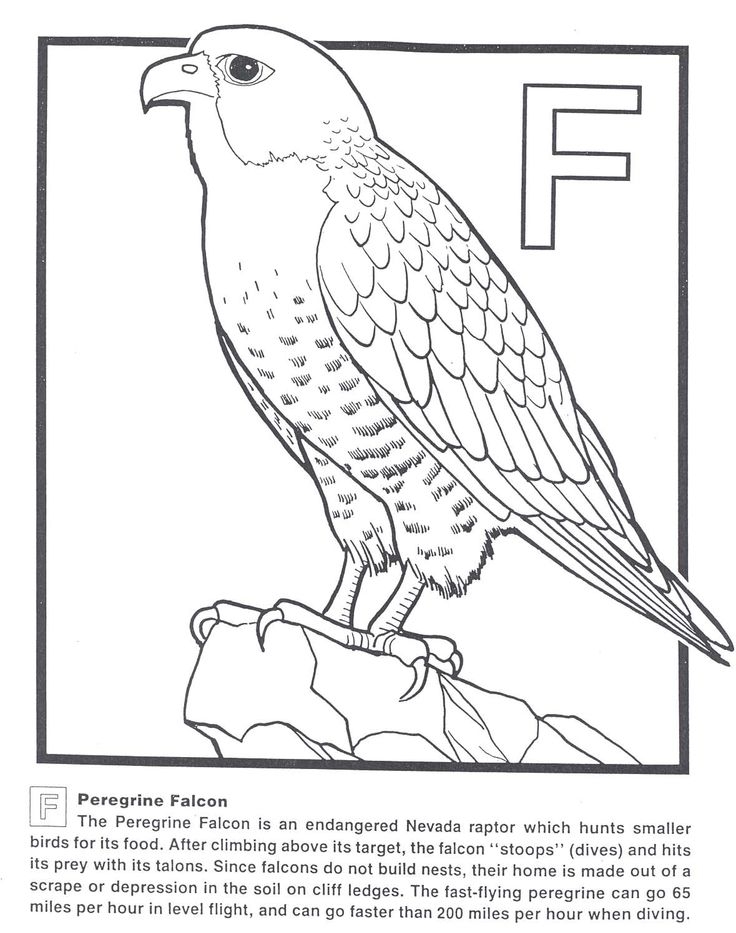 736x933 Falcon Coloring Pages Printable Free Coloring Pages