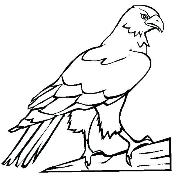 600x612 Peregrine Falcon Bird Coloring Pages Bell Angry Birds Pictures