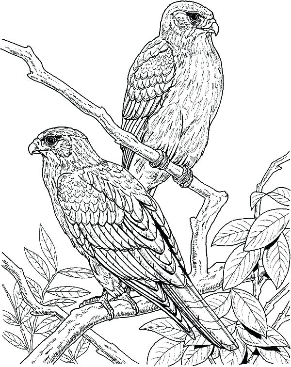 600x757 Peregrine Falcon Coloring Page Click To See Printable Version