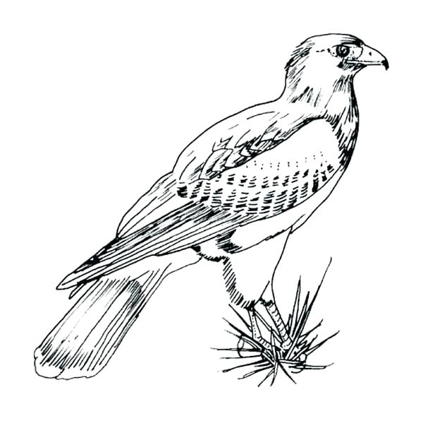 600x613 Peregrine Falcon Coloring Page Hawk Coloring Pages Awesome Picture
