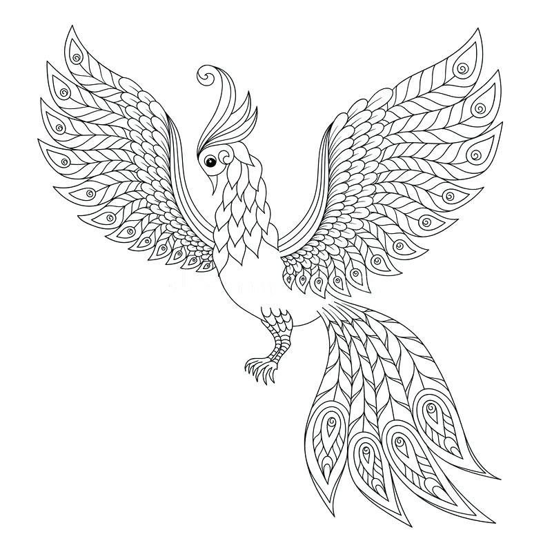 800x800 Coloring Peregrine Falcon Coloring Page Adult Stock Illustration
