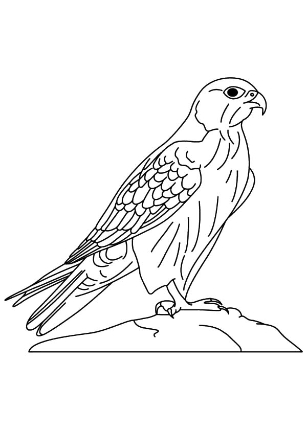 600x841 Falcon Bird Netart