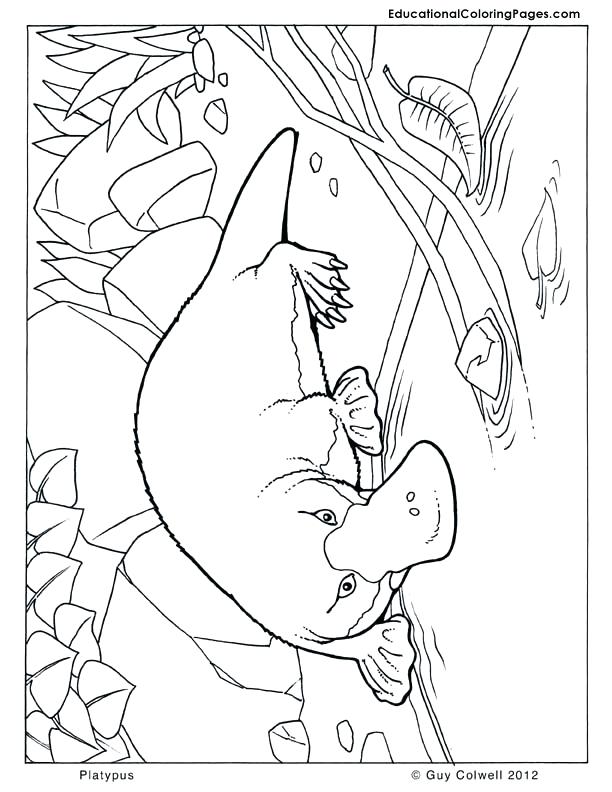 612x792 The Platypus Coloring Pages Secret Agent Coloring Pages Free