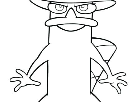 440x330 The Platypus Drawing Printable The Platypus Coloring Free