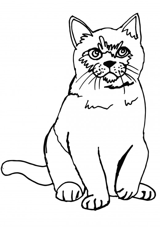 Persian Cat Coloring Pages