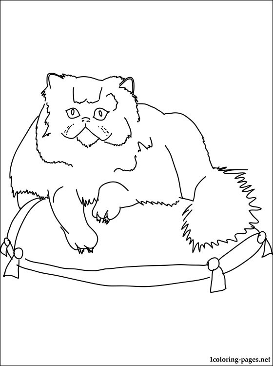 560x750 Persian Cat Coloring Page Pages