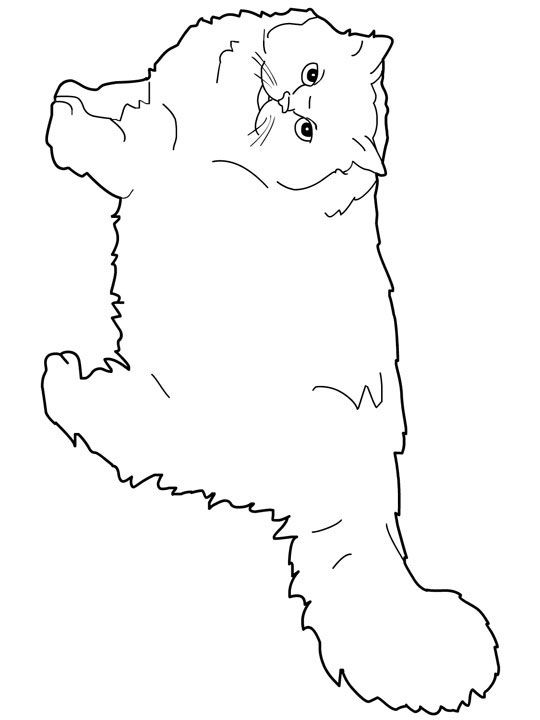 540x720 Cat Color Pages Printable Cats Coloring Pages Persian Cats