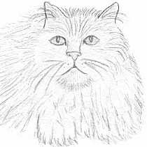 210x211 Animal Coloring Persian Cats Coloring Pages Online Coloring Pages