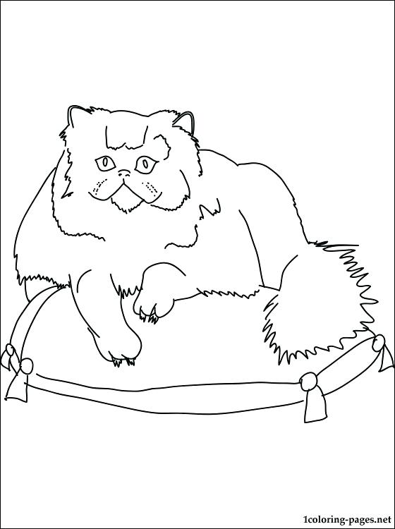 560x750 Persian Animal Coloring Pages Cat Coloring Pages Page Astounding