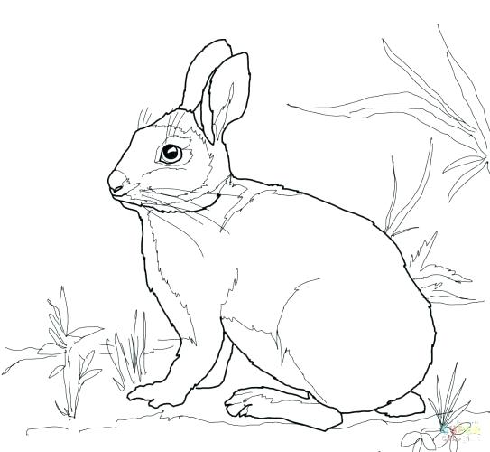 543x500 New Peter Rabbit Colouring Pages Printable Coloring Coloring Pages