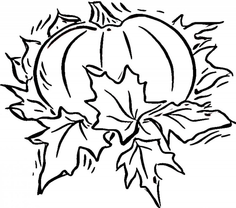 800x706 Pumpkin Printable Coloring Pages
