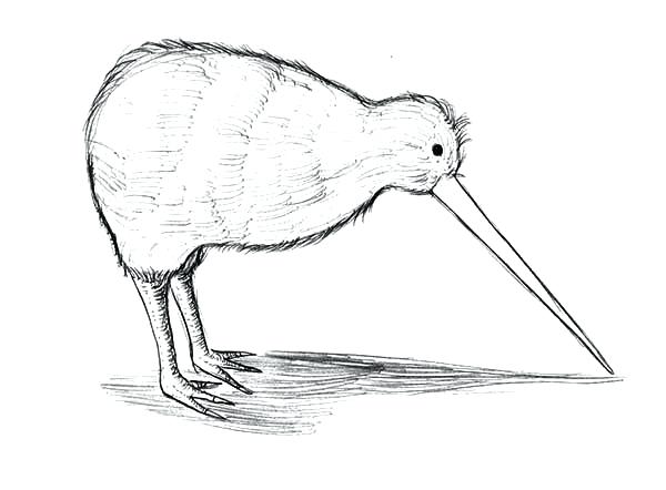 600x442 Kiwi Bird Coloring Page Bird Coloring Page Instant Download