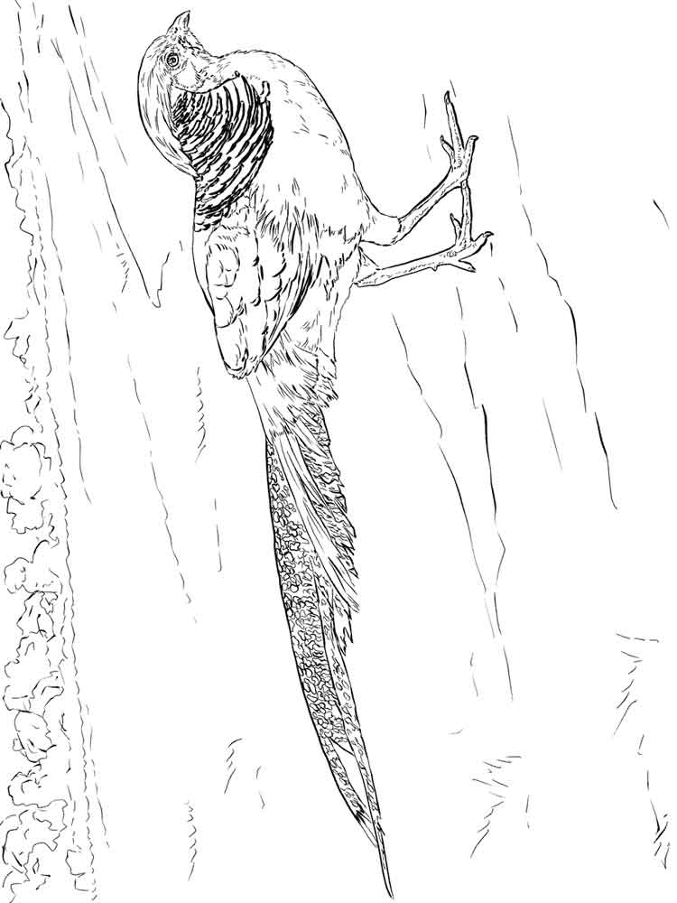 750x1000 Pheasants Birds Coloring Pages