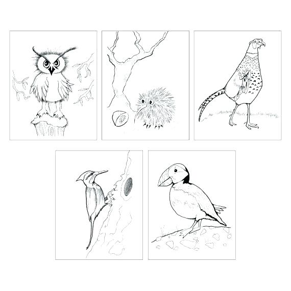 570x570 Puffin Coloring Page Kiwi Bird Coloring Page Bird Coloring Page