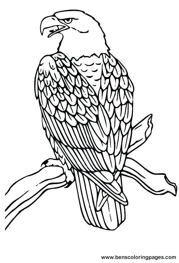 596x873 Eagles Coloring Pictures Coloring Pages Of Eagles Coloring Pages