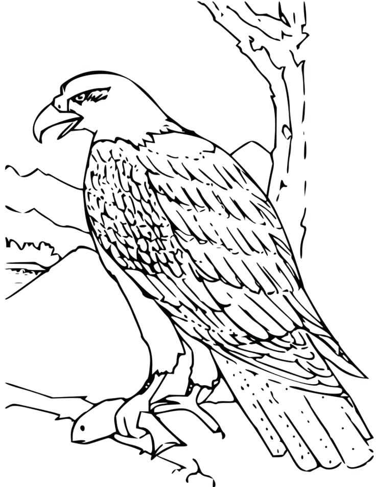 736x952 Eagles Coloring Pictures Eagle Color Page Eagles Coloring Pages