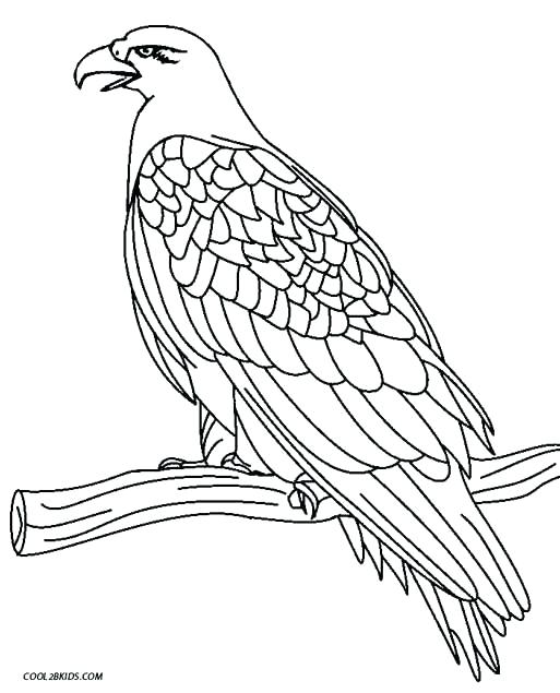 513x635 Coloring Pages Eagles
