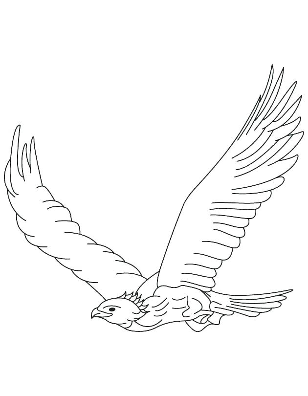630x810 Eagles Coloring Pages