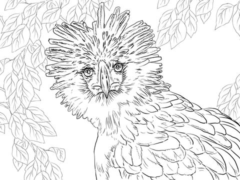 480x360 Philippine Eagle Portrait Coloring Page Lion
