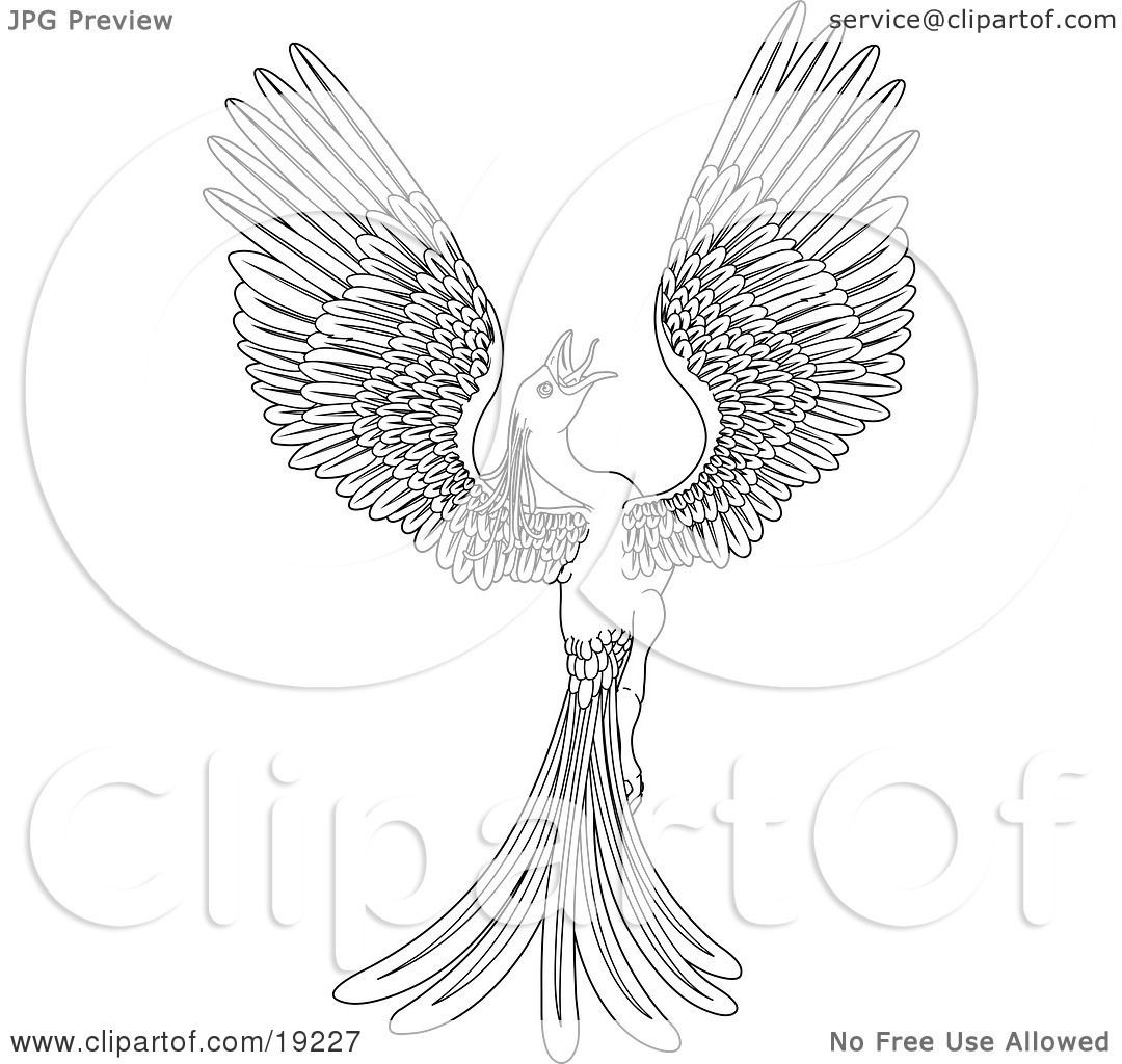 1080x1024 Coloring Pages Phoenix Bird Copy Clipart Illustration Of A Black