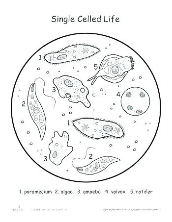 350x453 Photosynthesis Coloring Page Photosynthesis Photosynthesis