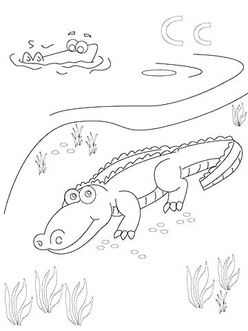 360x480 Photosynthesis Coloring Page