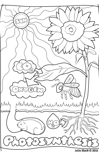 379x592 Photosynthesis Coloring Sheet