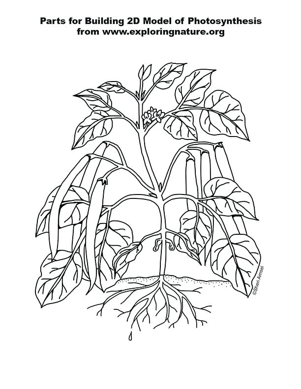 612x792 Photosynthesis Poster Model For K Grade And Photosynthesis