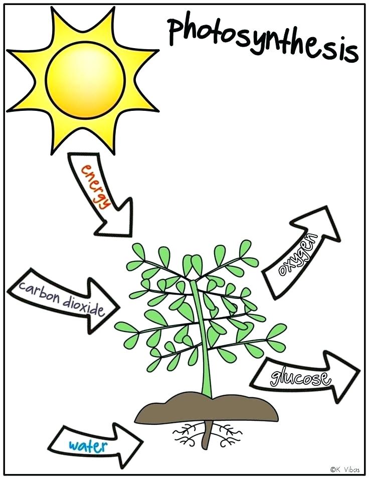 736x955 Coloring Photosynthesis Coloring Page Activity Plants Worksheet