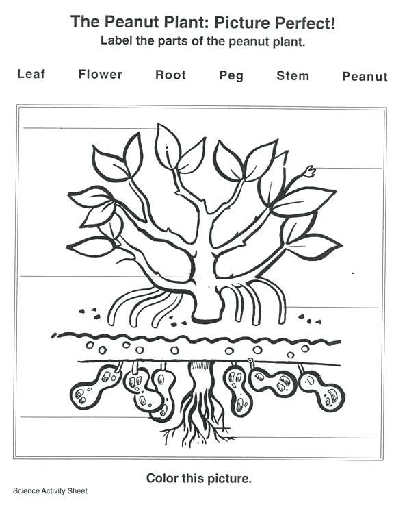 576x746 Chloroplastnd Photosynthesis Coloring Worksheet Parts