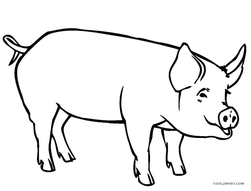 800x609 Pig Coloring Pages For Kids Remarkable Design Pig Coloring Pages
