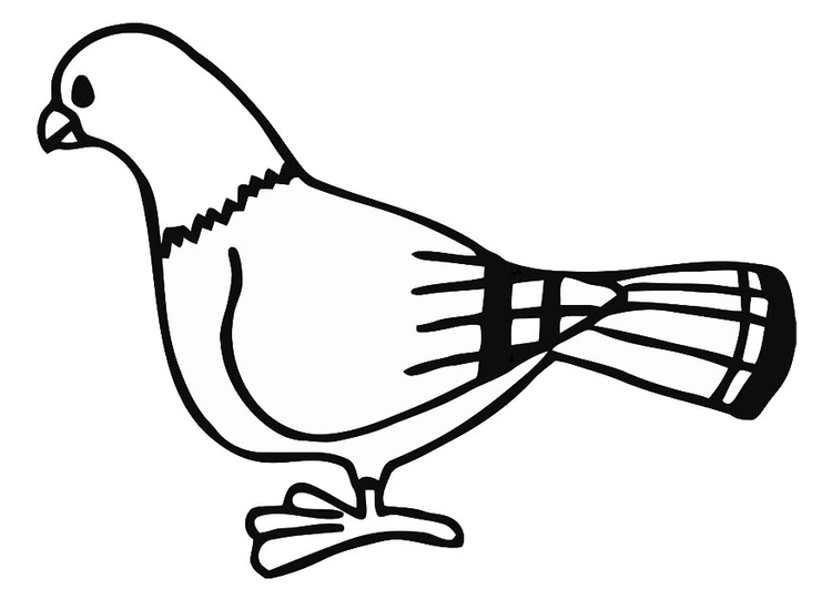 750x531 Coloring Page Pigeon